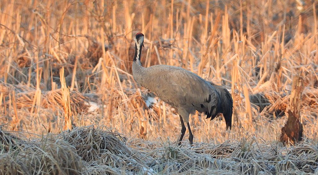 Żuraw zwyczajny, żuraw, żuraw popielaty, żuraw szary (Grus grus)