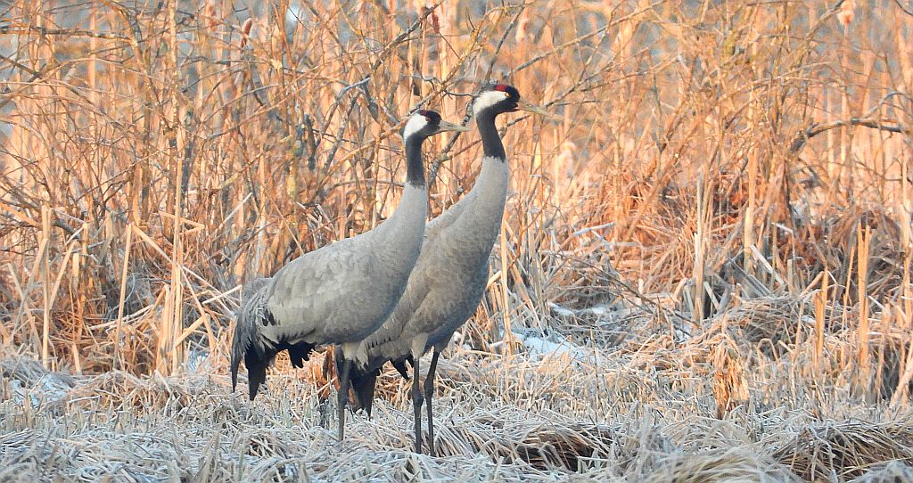 Żuraw zwyczajny, żuraw, żuraw popielaty, żuraw szary (Grus grus)