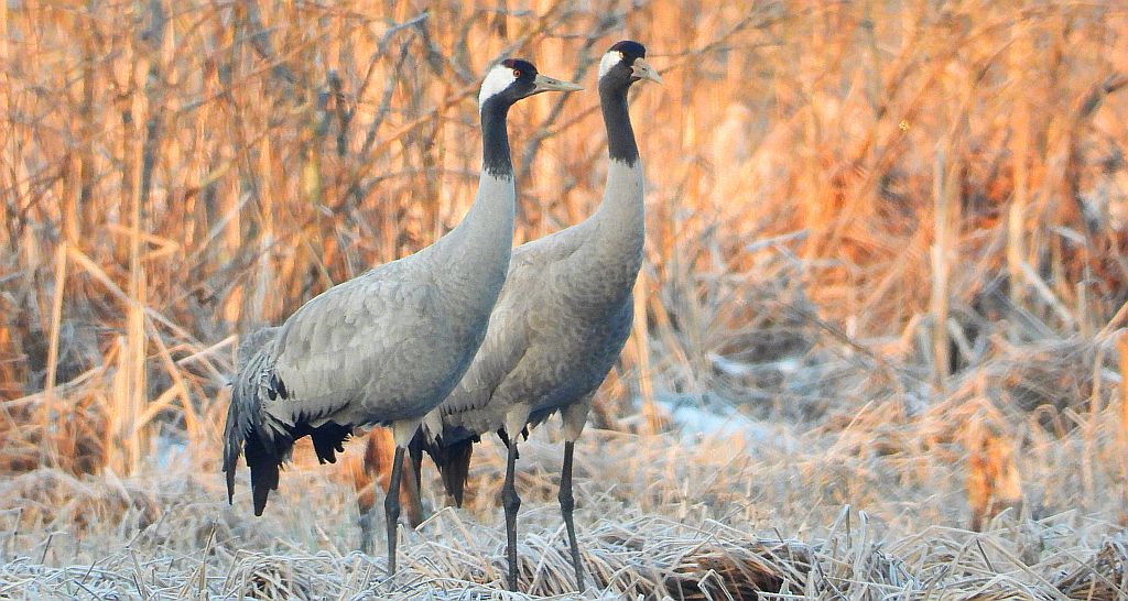 Żuraw zwyczajny, żuraw, żuraw popielaty, żuraw szary (Grus grus)