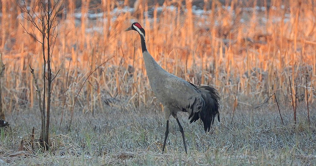 Żuraw zwyczajny, żuraw, żuraw popielaty, żuraw szary (Grus grus)