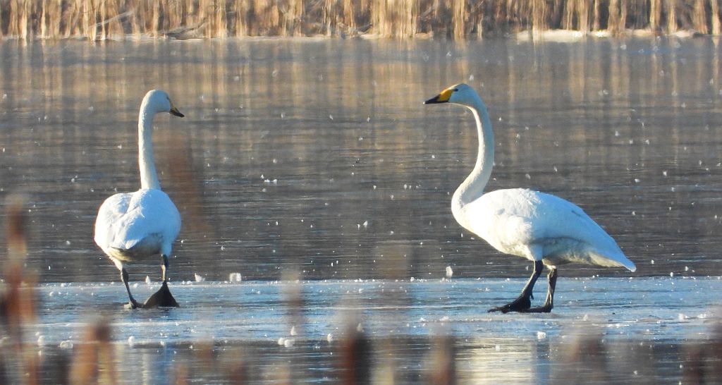 Łabędź krzykliwy (Cygnus cygnus)
