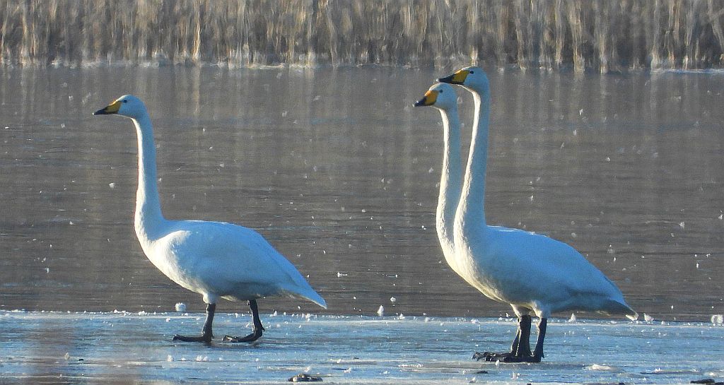 Łabędź krzykliwy (Cygnus cygnus)