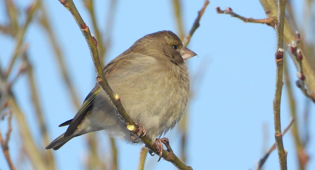 Dzwoniec zwyczajny, dzwoniec (Chloris chloris)