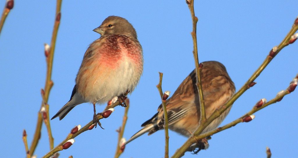 Makolągwa zwyczajna, makolągwa (Linaria cannabina)