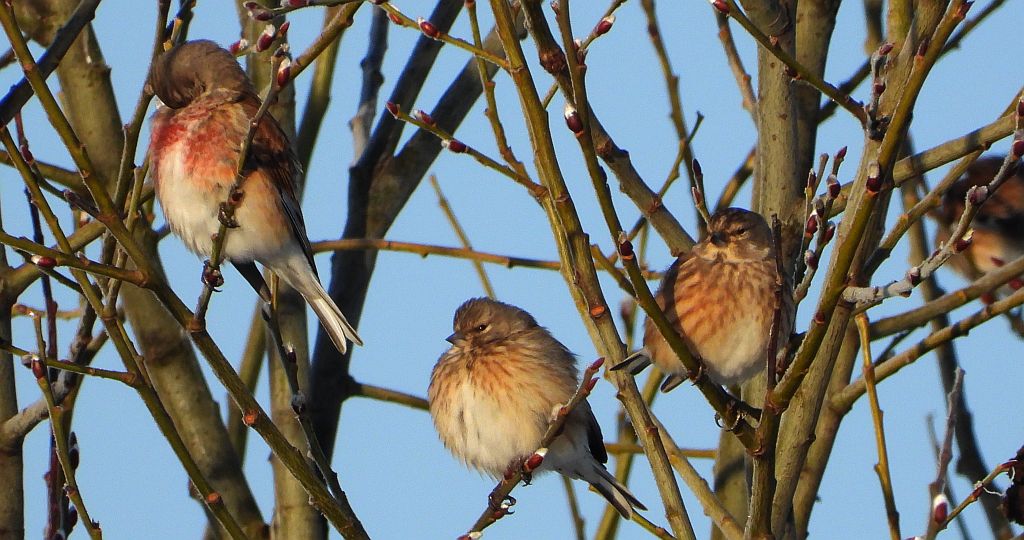 Makolągwa zwyczajna, makolągwa (Linaria cannabina)