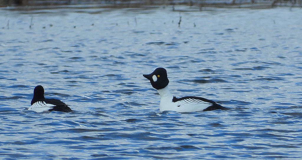 Gągoł (Bucephala clangula)
