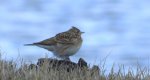 Skowronek zwyczajny, skowronek, skowronek polny, rolak (Alauda arvensis)