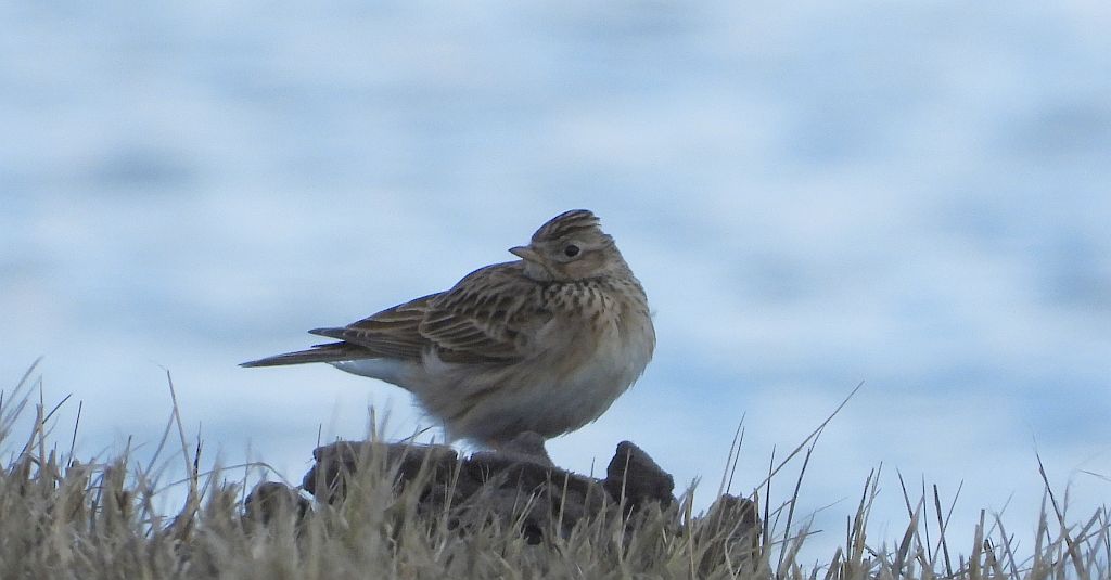 Skowronek zwyczajny, skowronek, skowronek polny, rolak (Alauda arvensis)