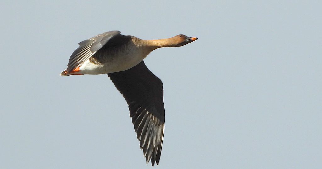 Gęś zbożowa, posiewnica (Anser fabalis)