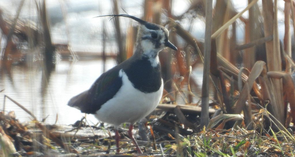 Czajka zwyczajna, czajka, czajka pospolita (Vanellus vanellus)