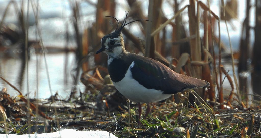 Czajka zwyczajna, czajka, czajka pospolita (Vanellus vanellus)