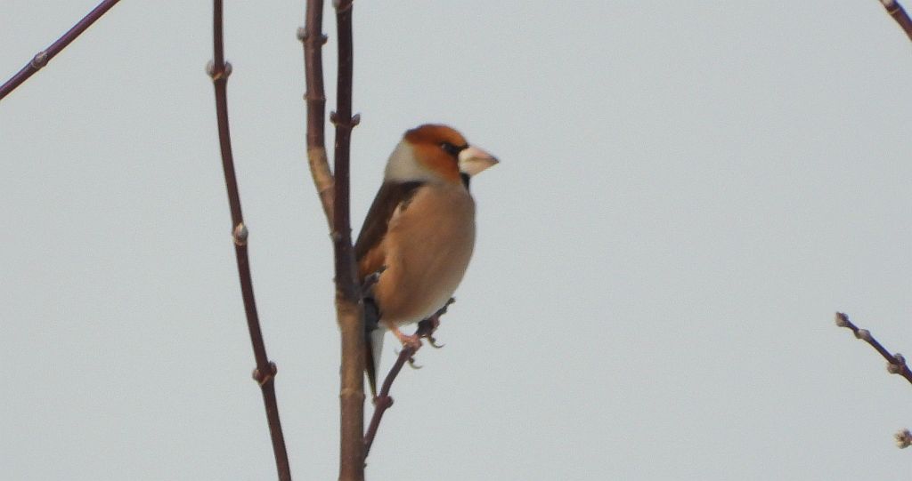 Grubodziób zwyczajny, grubodziób, pestkojad, grabołusk (Coccothraustes coccothraustes)