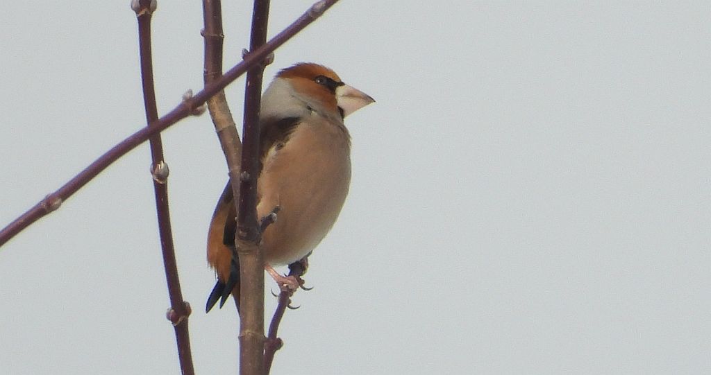 Grubodziób zwyczajny, grubodziób, pestkojad, grabołusk (Coccothraustes coccothraustes)