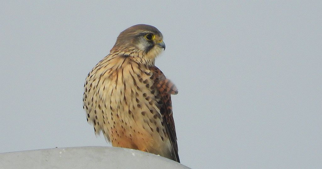 Pustułka (Falco tinnunculus)