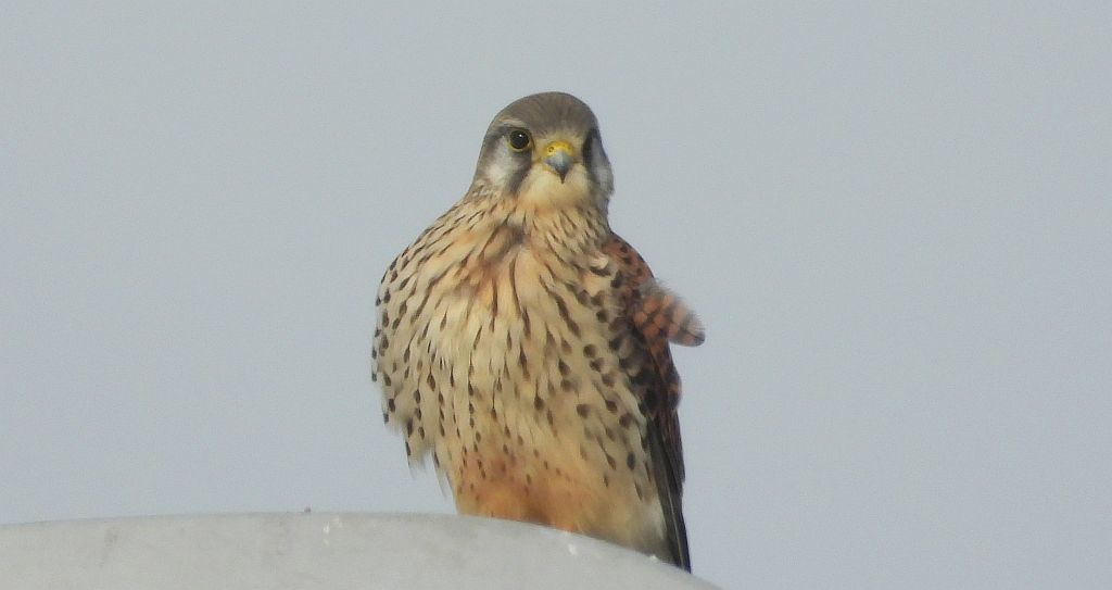 Pustułka (Falco tinnunculus)