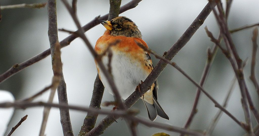 Jer, zięba jer (Fringilla montifringilla)