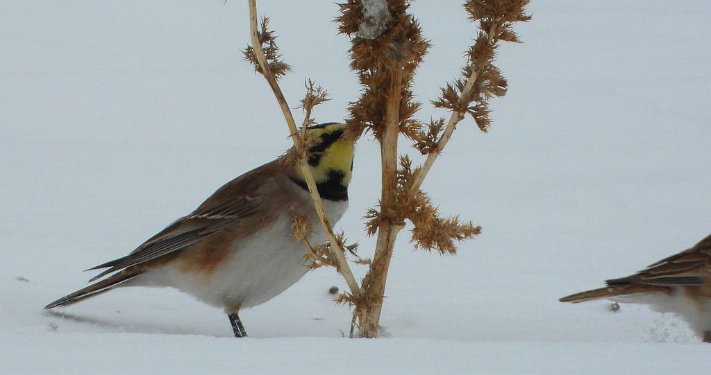 Górniczek (Eremophila alpestris)
