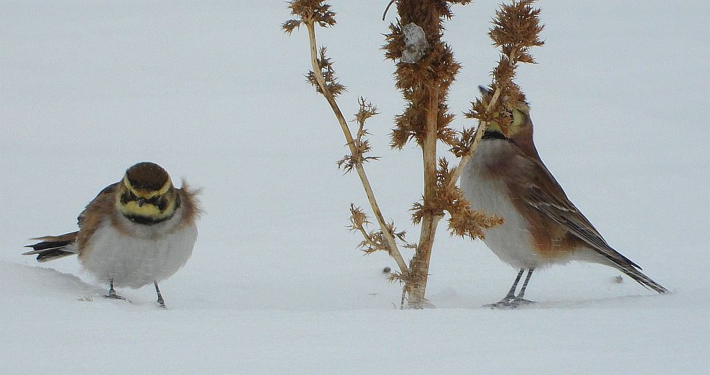 Górniczek (Eremophila alpestris)