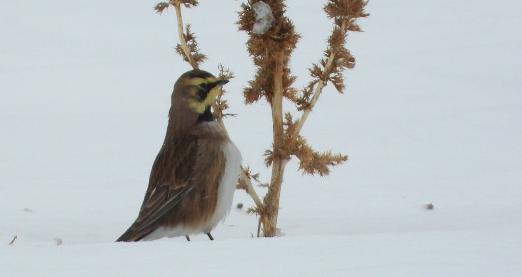 Górniczek (Eremophila alpestris)