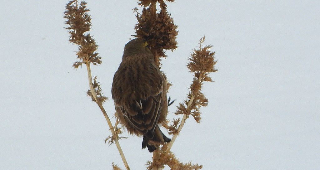 Górniczek (Eremophila alpestris)
