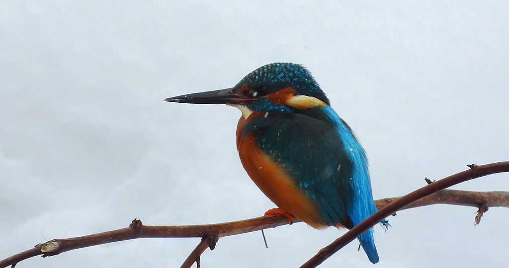Zimorodek zwyczajny, zimorodek (Alcedo atthis)