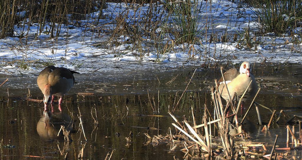 Kazarka egipska, gęsiówka egipska, gęś egipska (Alopochen aegyptiaca)