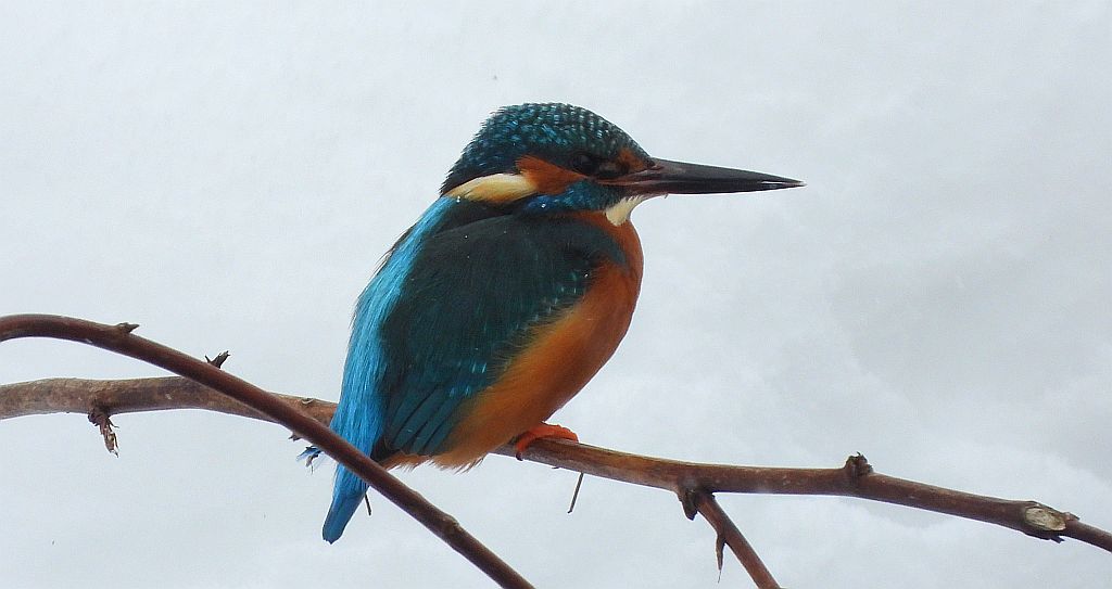 Zimorodek zwyczajny, zimorodek (Alcedo atthis)