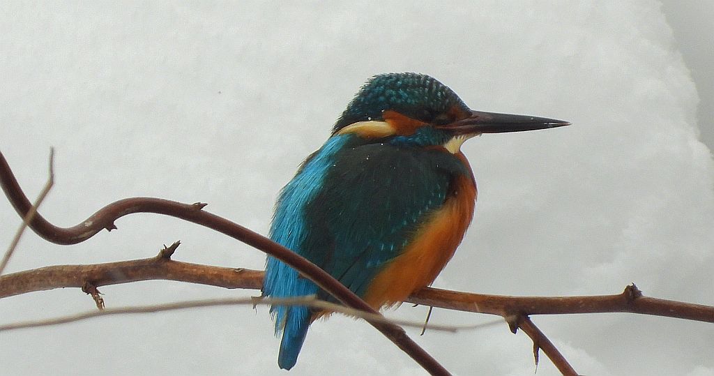 Zimorodek zwyczajny, zimorodek (Alcedo atthis)