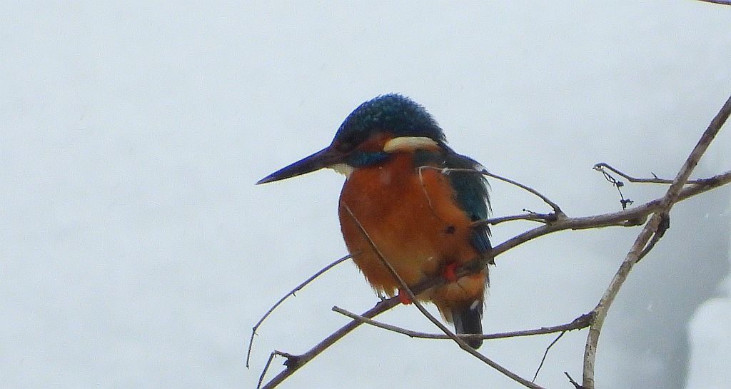 Zimorodek zwyczajny, zimorodek (Alcedo atthis)