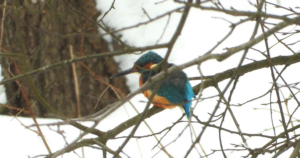 Zimorodek zwyczajny, zimorodek (Alcedo atthis)