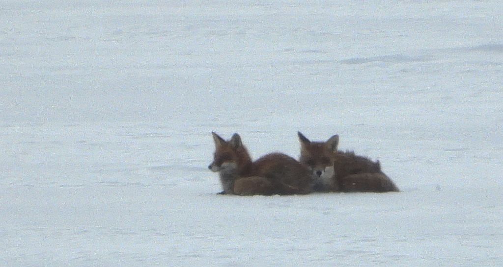 Lis rudy, lis pospolity (Vulpes vulpes)