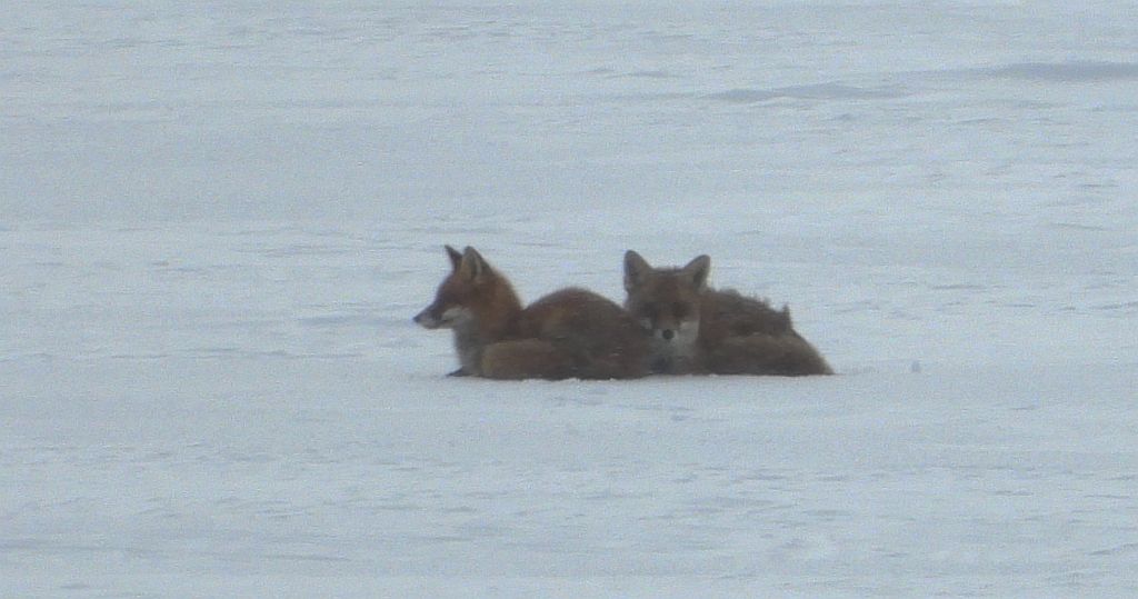 Lis rudy, lis pospolity (Vulpes vulpes)