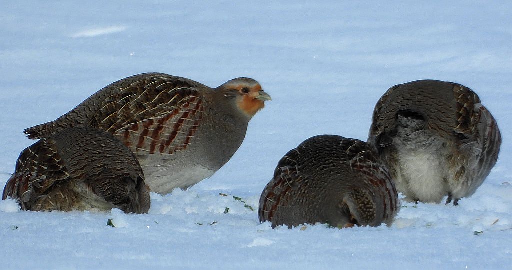 Kuropatwa zwyczajna, kuropatwa (Perdix perdix)