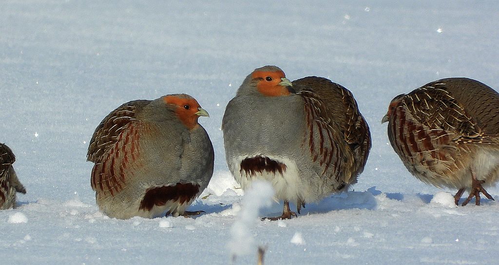 Kuropatwa zwyczajna, kuropatwa (Perdix perdix)