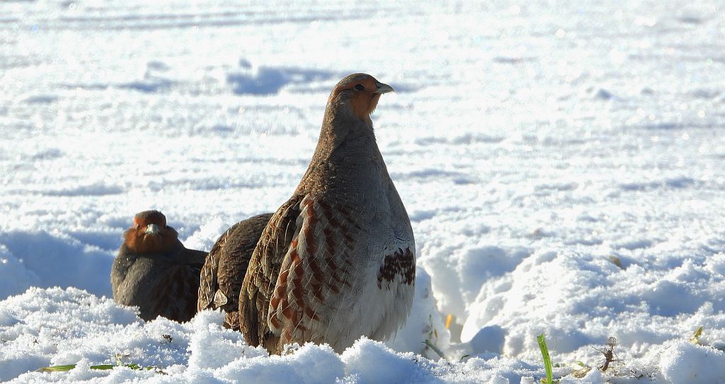 Kuropatwa zwyczajna, kuropatwa (Perdix perdix)