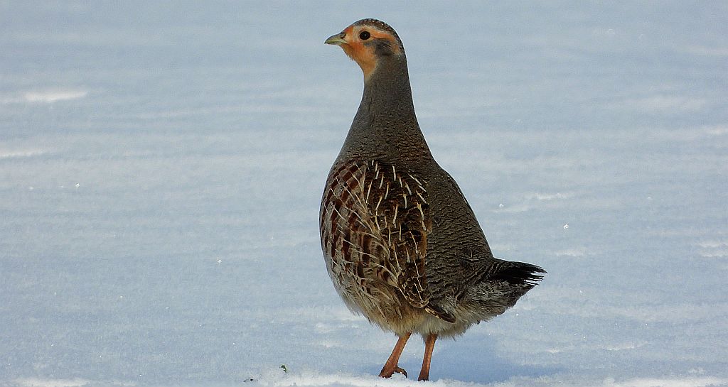 Kuropatwa zwyczajna, kuropatwa (Perdix perdix)