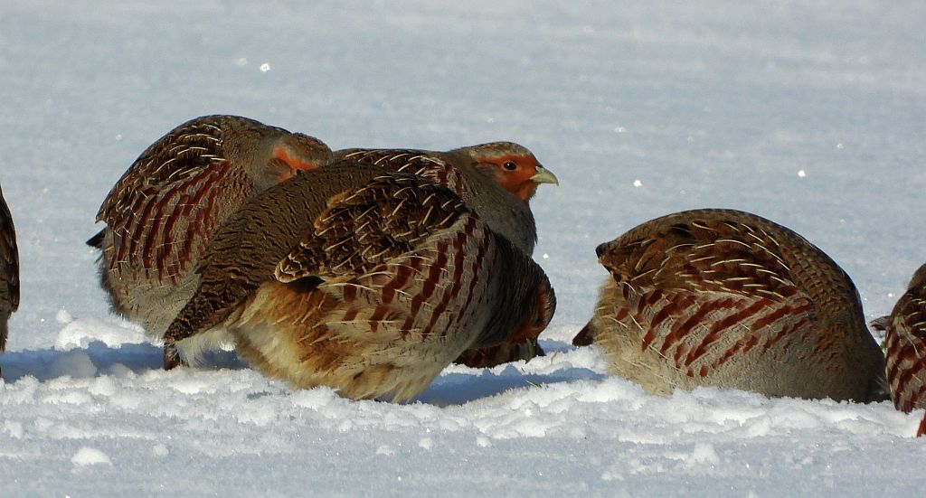 Kuropatwa zwyczajna, kuropatwa (Perdix perdix)