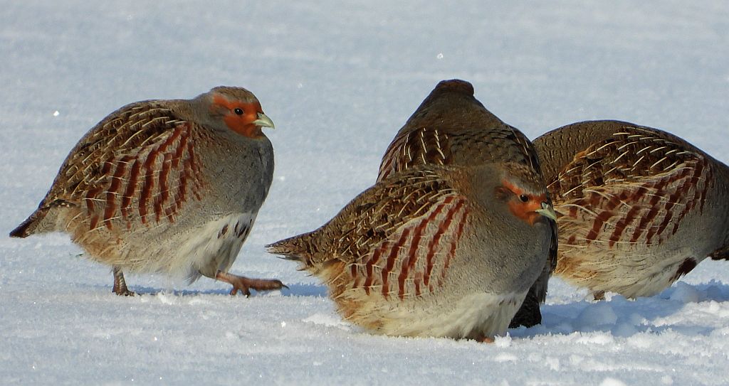 Kuropatwa zwyczajna, kuropatwa (Perdix perdix)