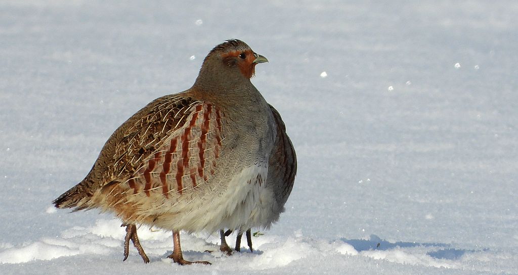 Kuropatwa zwyczajna, kuropatwa (Perdix perdix)