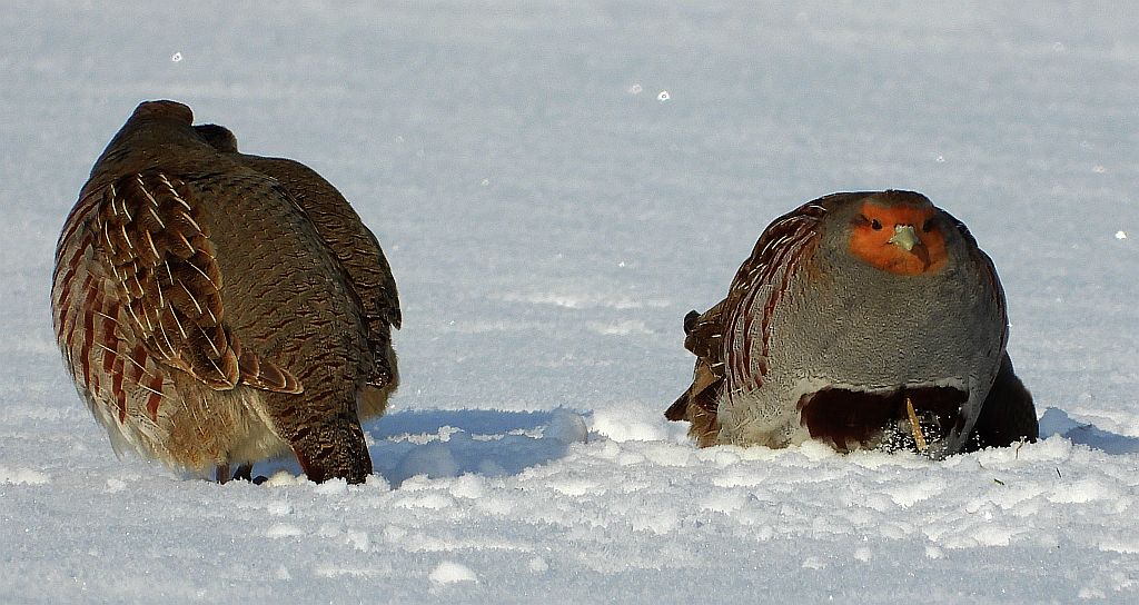 Kuropatwa zwyczajna, kuropatwa (Perdix perdix)