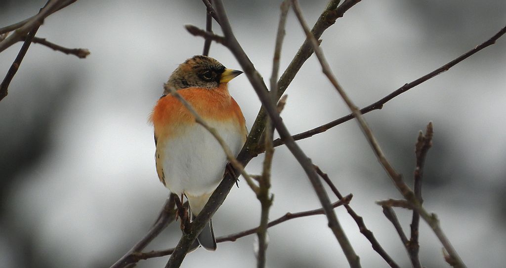 Jer, zięba jer (Fringilla montifringilla)