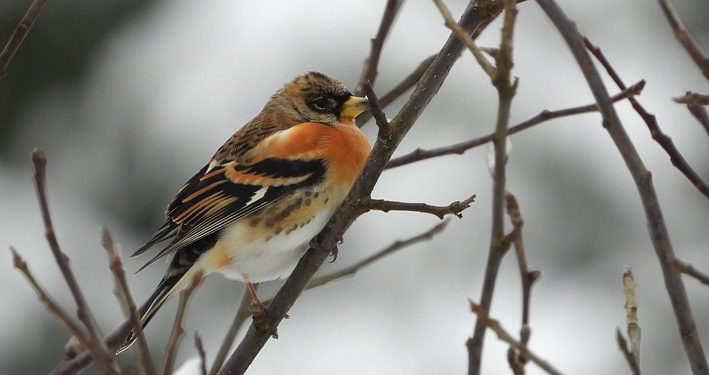 Jer, zięba jer (Fringilla montifringilla)