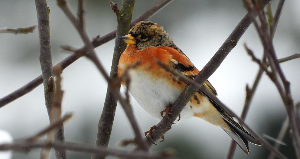 Jer, zięba jer (Fringilla montifringilla)