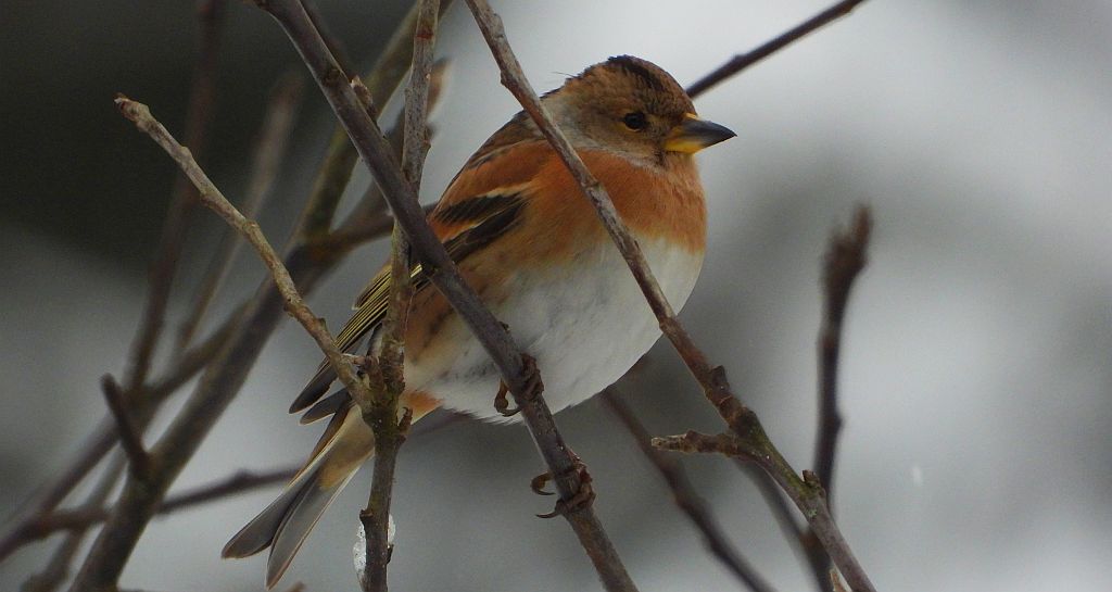 Jer, zięba jer (Fringilla montifringilla)