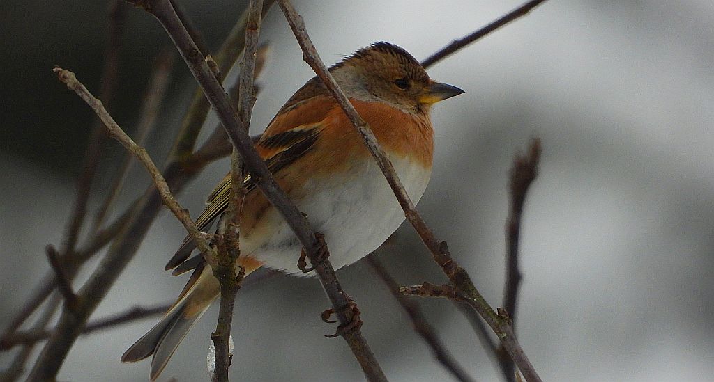 Jer, zięba jer (Fringilla montifringilla)