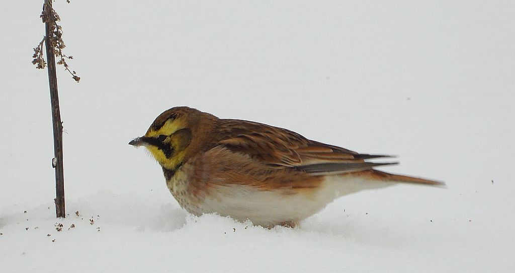 Górniczek (Eremophila alpestris)