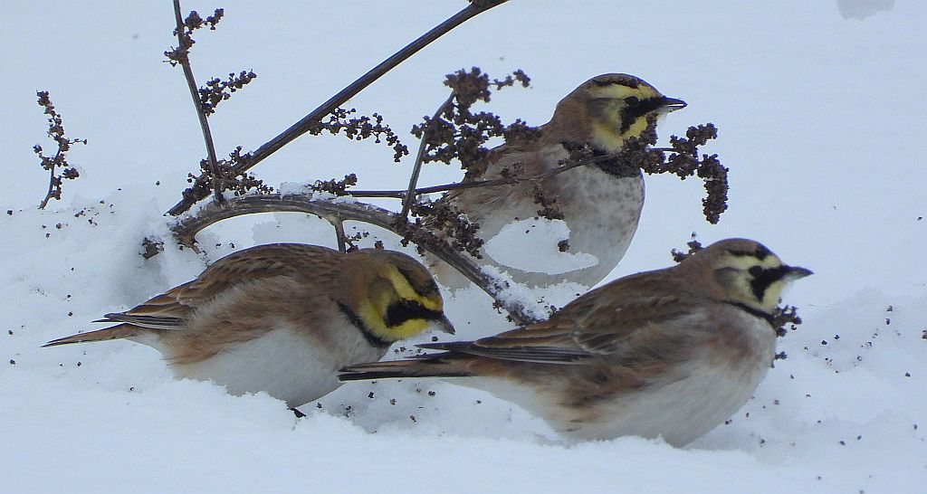 Górniczek (Eremophila alpestris)