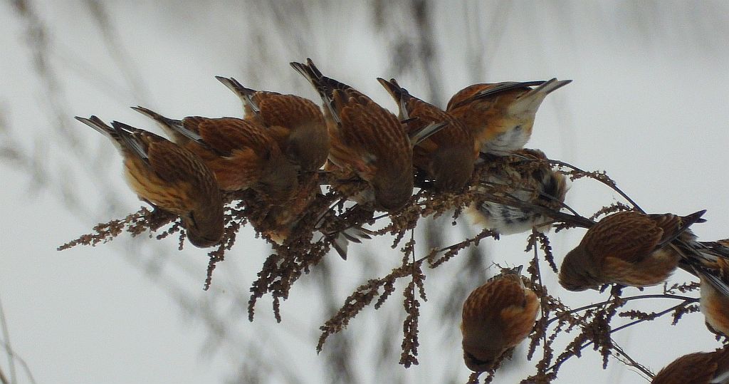 Makolągwa zwyczajna, makolągwa (Linaria cannabina)