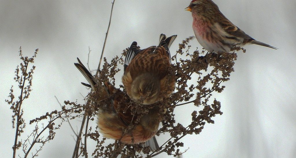 Czeczotka zwyczajna, czeczotka (Acanthis flammea) i makolągwa zwyczajna, makolągwa (Linaria cannabina)