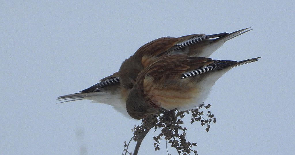 Makolągwa zwyczajna, makolągwa (Linaria cannabina)